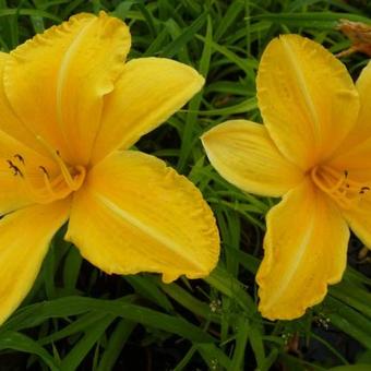 Hemerocallis 'Cartwheels'