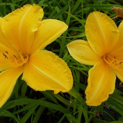 Hemerocallis 'Cartwheels' - 