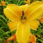 Hemerocallis 'Chicago Sunrise' - 