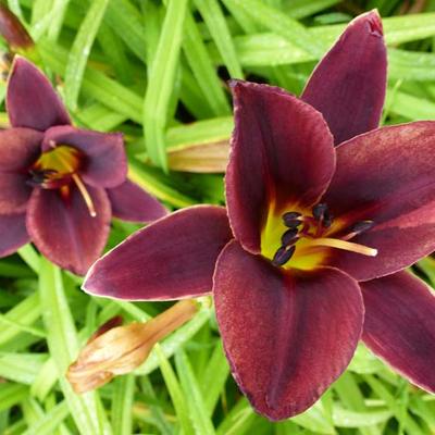 Hemerocallis 'Chocolate Candy' - 