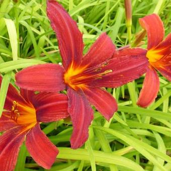 Hemerocallis 'Crimson Pirate'