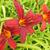 Hemerocallis 'Crimson Pirate'