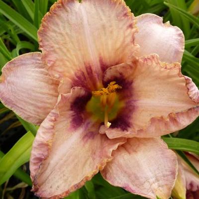 Hemerocallis 'Daring Deception' - 