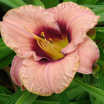 Hemerocallis 'Daring Dilemma' - 