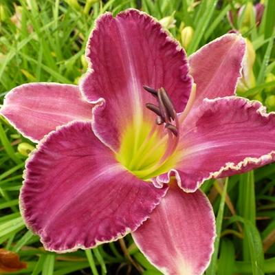 Hemerocallis 'David Kirchhoff' - 