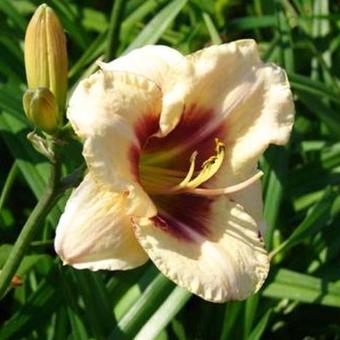 Hemerocallis 'Dream Legacy'