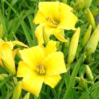 Hemerocallis 'Eenie Weenie'