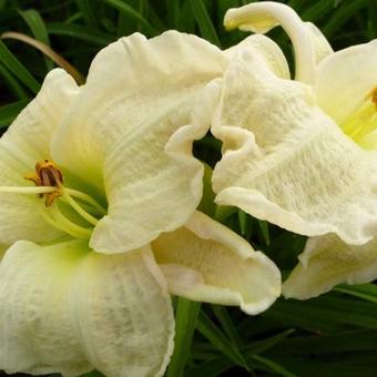 Hemerocallis 'Gentle Shepherd'