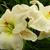 Hemerocallis 'Gentle Shepherd'