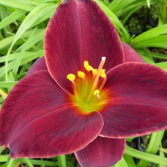 Hemerocallis 'Gipsy Turtle'