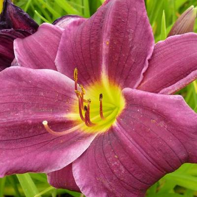 Hemerocallis 'Grape Velvet' - 