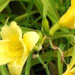 Hemerocallis 'Happy Returns' - 