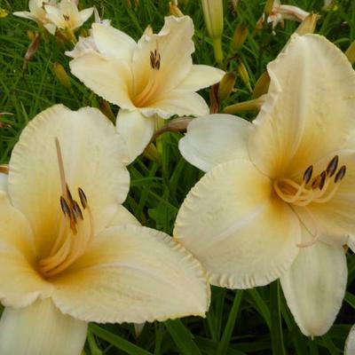 Hemerocallis 'Helle Berlinerin' - 