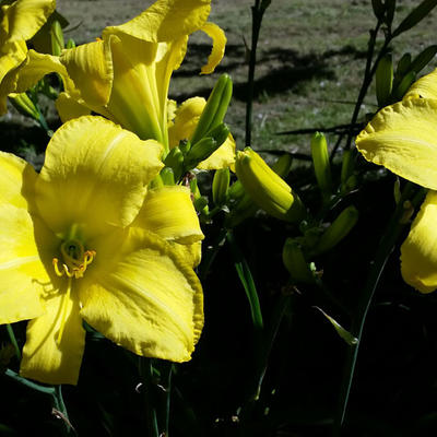 Hemerocallis 'Jannick's Choice' - 