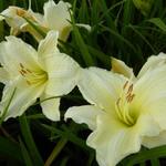 Hemerocallis 'Joan Senior' - Hemerocallis 'Joan Senior'