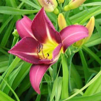 Hemerocallis 'Lavender Deal'