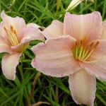 Hemerocallis 'Luxury Lace' - 