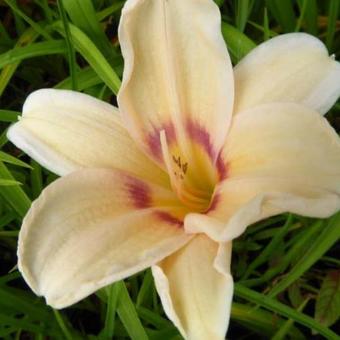 Hemerocallis 'Lynn Hall'