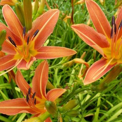 Hemerocallis 'Margaret Perry' - Hemerocallis  'Margaret Perry'