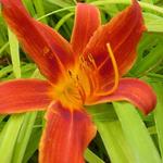 Hemerocallis 'Matador' - 