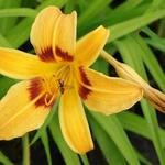 Hemerocallis 'Mikado' - Hemerocallis 'Mikado'