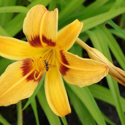 Hemerocallis 'Mikado'