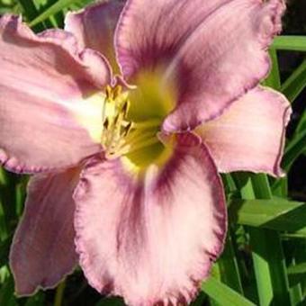 Hemerocallis 'Mildred Mitchell'