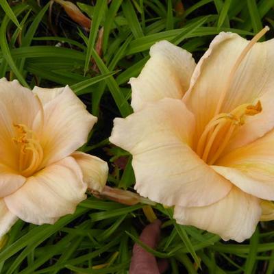 Hemerocallis 'Mini Pearl'