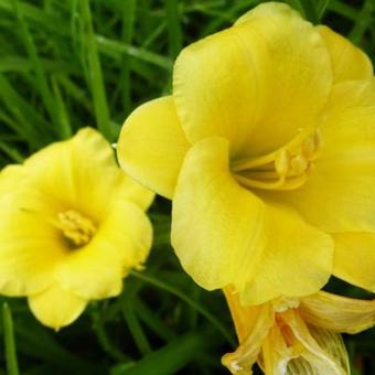 Hemerocallis 'Mini Stella'