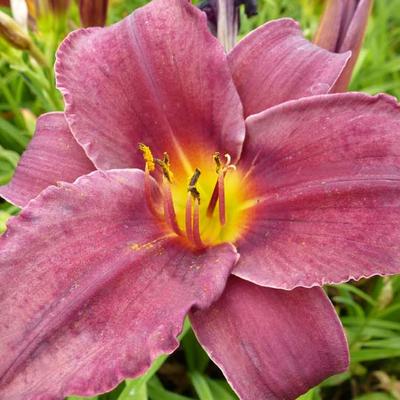 Hemerocallis 'Minstrel Boy' - 