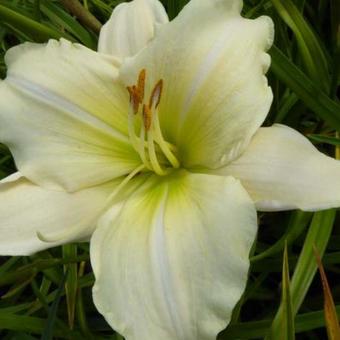 Hemerocallis 'Nanuq'