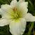 Hemerocallis 'Nanuq'