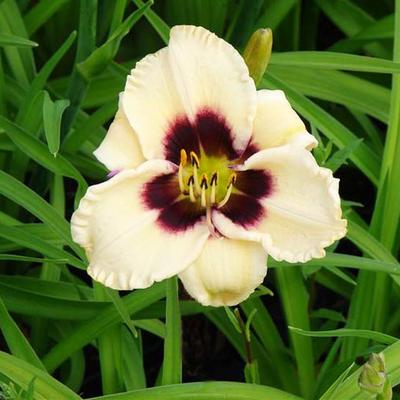 Hemerocallis 'Piano Man' - Hemerocallis 'Piano Man'