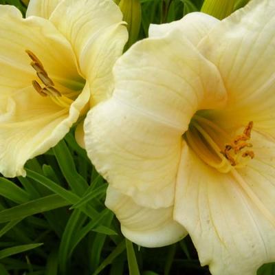 Hemerocallis 'Precious d'Oro' - 