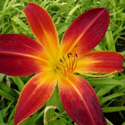 Hemerocallis 'Ruby Spider' - 