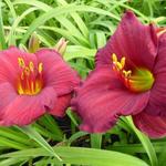 Hemerocallis 'Regency Dandy' - Hemerocallis 'Regency Dandy'