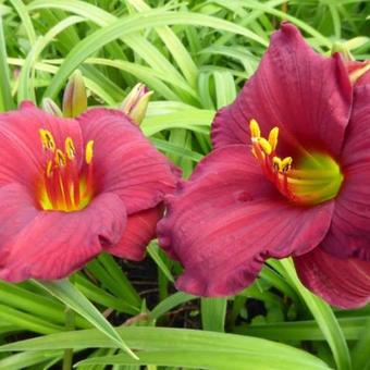 Hemerocallis 'Regency Dandy'