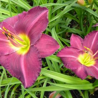 Hemerocallis 'Strutter's Ball'