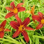 Hemerocallis 'Sammy Russell'