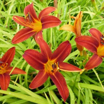 Hemerocallis 'Sammy Russell' - 