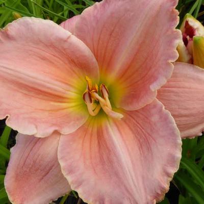 Hemerocallis 'Seminole Wind' - 