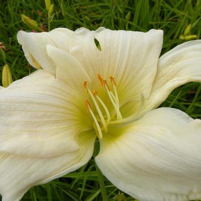 Hemerocallis 'Serena Madonna' - 