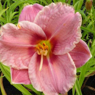 Hemerocallis 'Siloam Ribbon Candy' - 