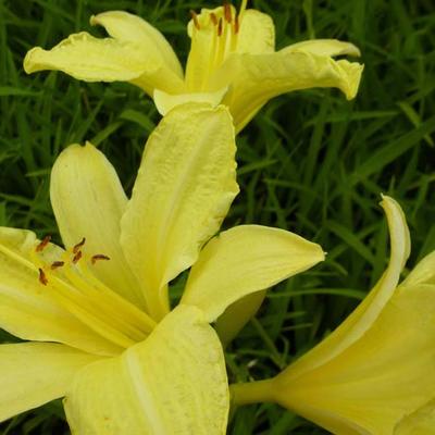 Hemerocallis 'Silver King' - 