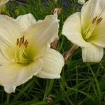 Hemerocallis 'Snowy Apparition'  - 