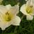 Hemerocallis 'Snowy Apparition'