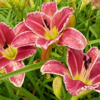 Hemerocallis 'Startle'