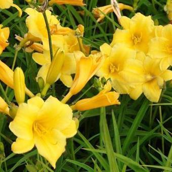 Hemerocallis 'Stella de Oro'