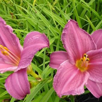 Hemerocallis 'Summer Wine'