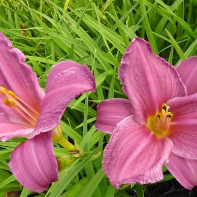 Hemerocallis 'Summer Wine' - 